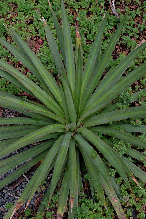 Image of Agave x striphantha 'Band on the Run'||