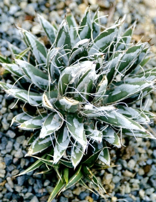 Image of Agave toumeyana ssp. bella|Juniper Level Botanic Gdn, NC|JLBG