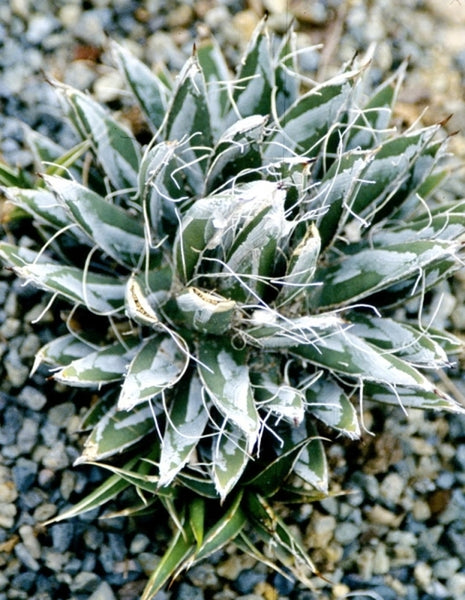 Agave toumeyana ssp bella