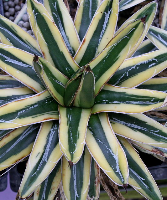 Image of Agave victoriae-reginae 'Shin Yukiyama'||