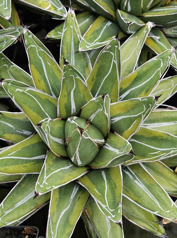 Image of Agave victoriae-reginae 'Tora Fu'|Juniper Level Botanic Gdn, NC|JLBG