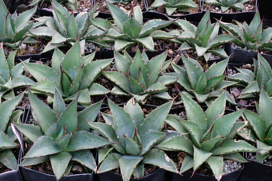 Image of Agave x victorifolia 'Queen's Whalecome'|Juniper Level Botanic Gdn, NC|JLBG