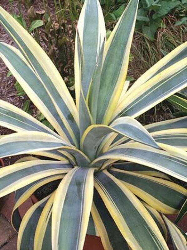 Image of Agave weberi 'Arizona Star'|Juniper Level Botanic Gdn, NC|JLBG