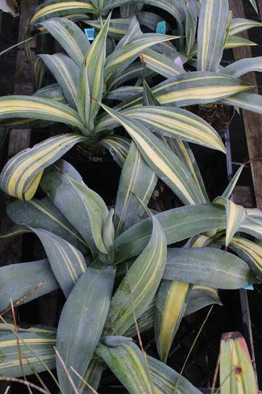 Image of Agave weberi Streaked||