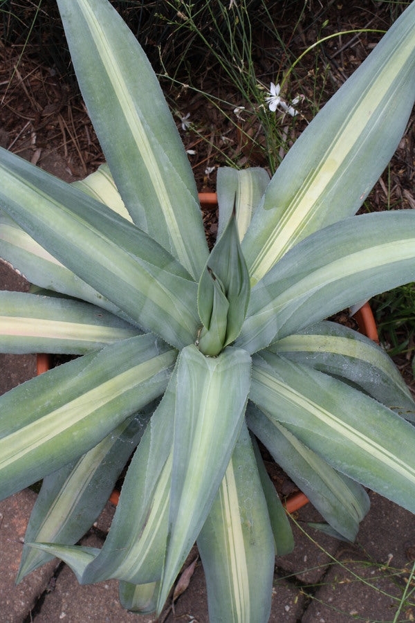 Image of Agave weberi 'Warlord'||