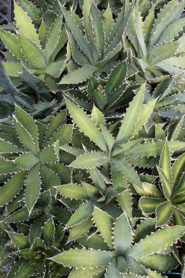 Learn about Agave xylonacantha x lophantha | Hybrid Hardy Century Plant