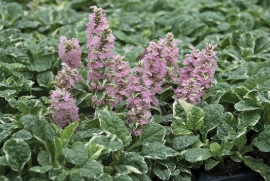 Image of Ajuga reptans 'Pink Lightning' PP 22,255|Walters Gardens, MI|Walters Gardens