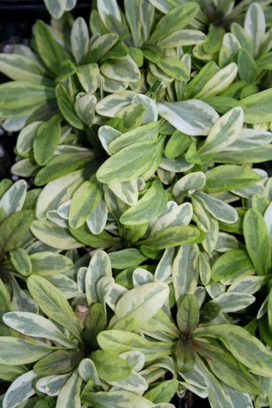 Image of Ajuga tenorei 'Toffee Chip' PP 18,805|Juniper Level Botanic Gdn, NC|JLBG