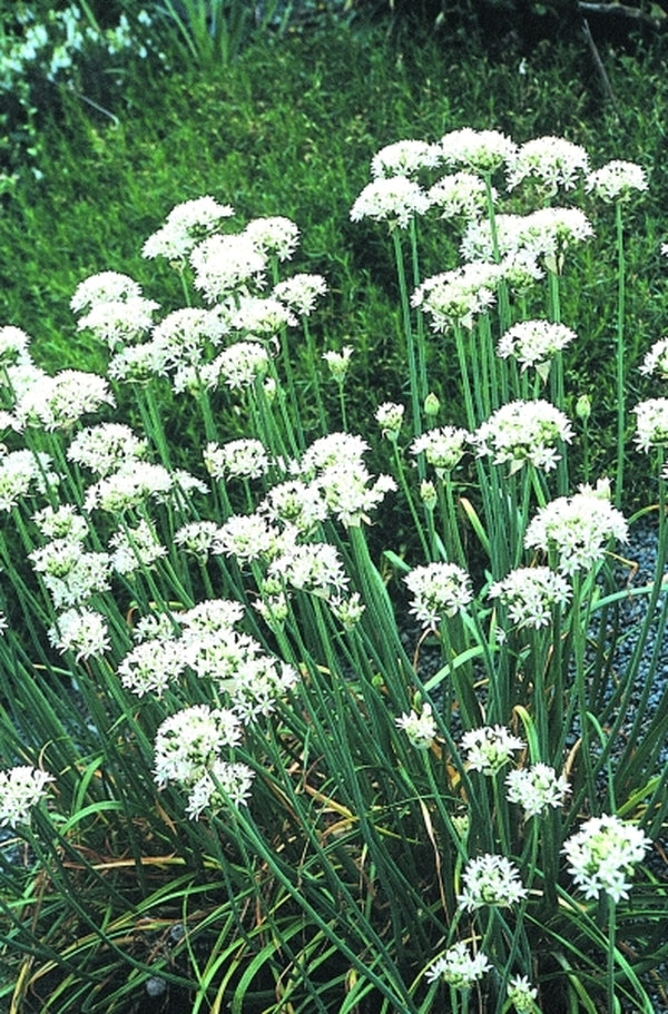 Image of Allium canadense 'White Flag'|Juniper Level Botanic Gdn, NC|JLBG