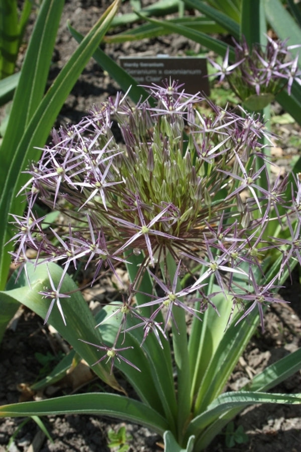 Image of Allium cristophii|Toronto Botanical Gdn, Canada|
