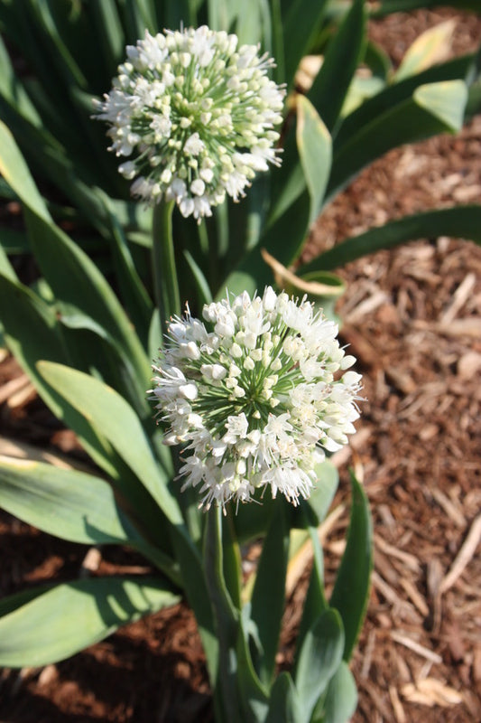 Image of Allium nutans 'Nor'easter'||