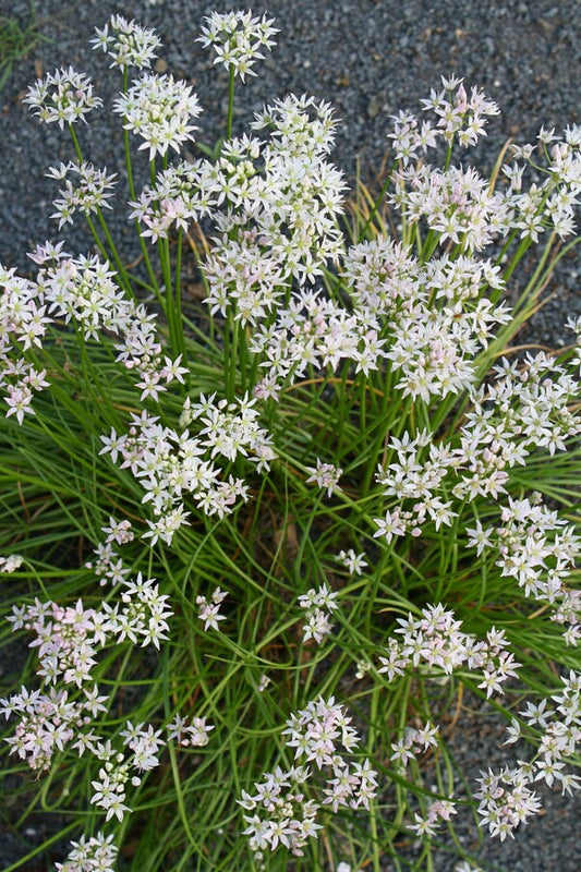 Image of Allium speculae 'Walton'||