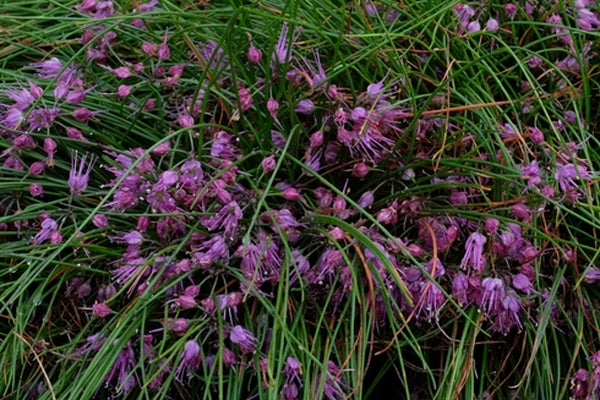 Image of Allium splendens var. kurilense||