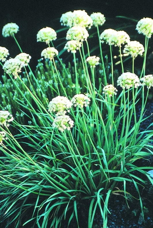 Image of Allium texanum|Juniper Level Botanic Gdn, NC|JLBG