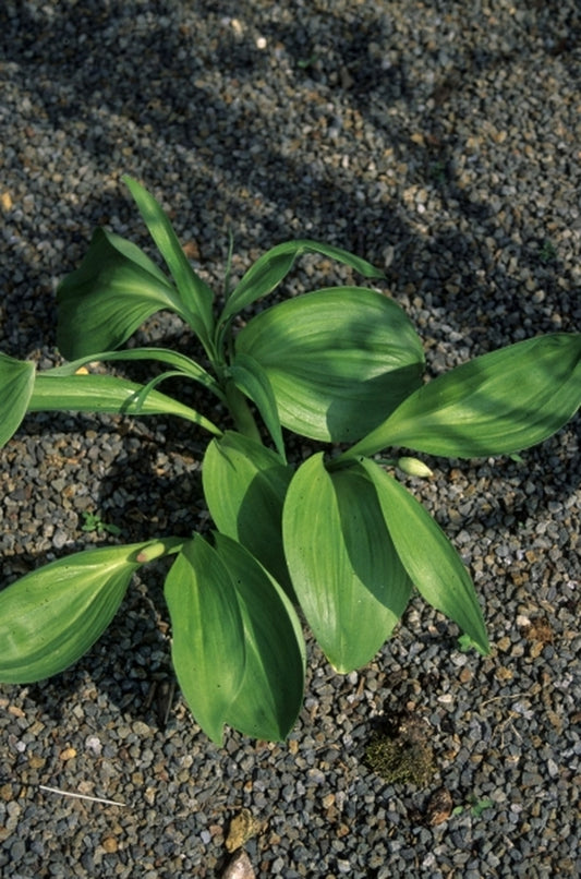 Image of Allium victorialis 'Cantabria'|Juniper Level Botanic Gdn, NC|JLBG