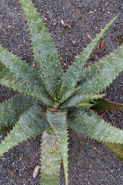 Learn about Aloe fosteri | Foster's Giant Spotted Aloe