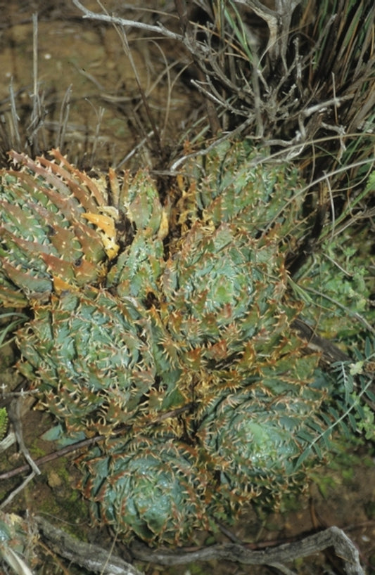 Image of Aloe humilis|Napier, South Africa|