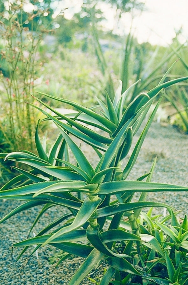 Image of Aloe striatula|Juniper Level Botanic Gdn, NC|JLBG