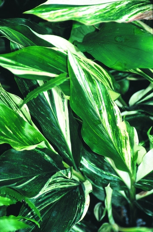 Image of Alpinia japonica 'Extra Spicy'|Juniper Level Botanic Gdn, NC|JLBG