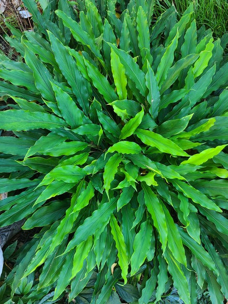 Image of Alpinia japonica 'Green Waves' by Don Jacobs
