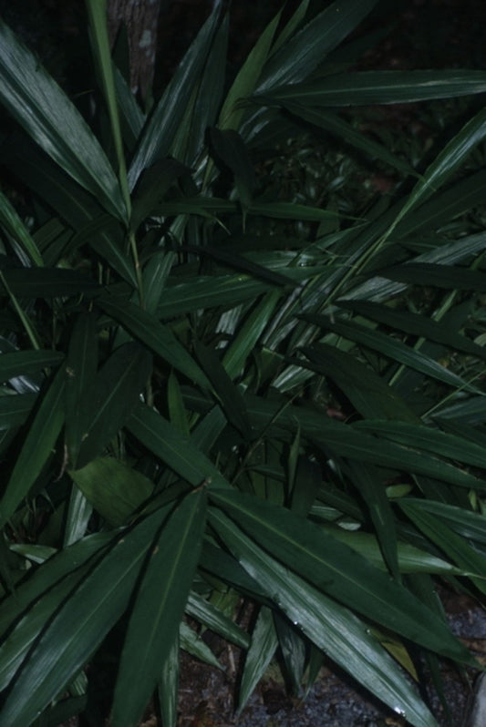 Image of Alpinia nutans narrow leaf form|Juniper Level Botanic Gdn, NC|JLBG