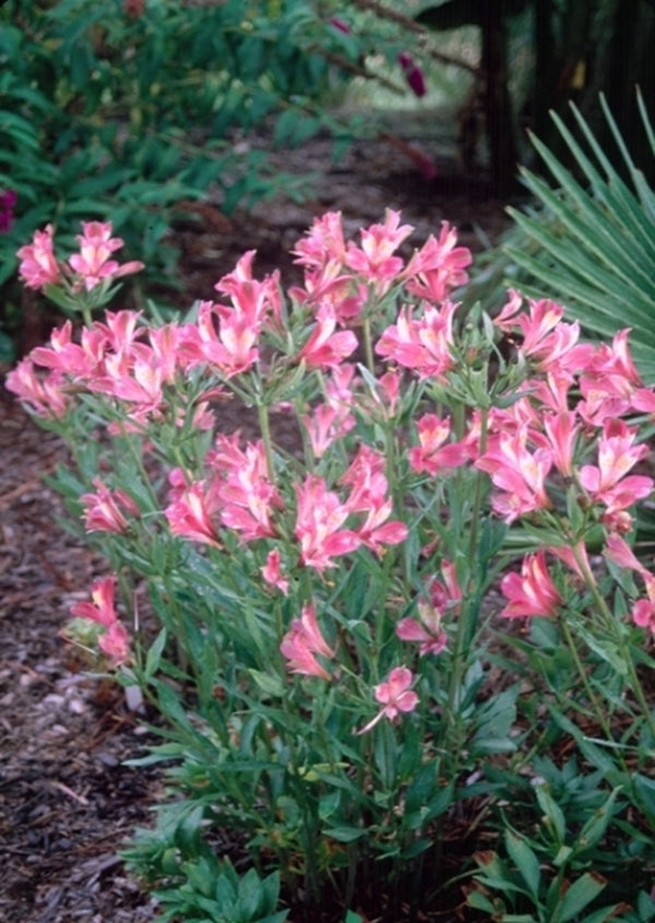 Image of Alstroemeria 'Freedom'|Juniper Level Botanic Gdn, NC|JLBG