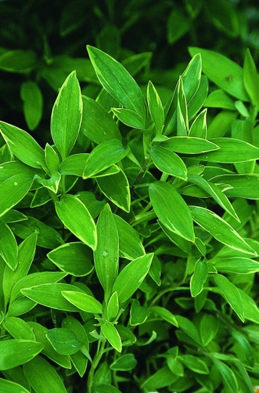 Image of Alstroemeria 'Glory of the Andes'|Juniper Level Botanic Gdn, NC|JLBG