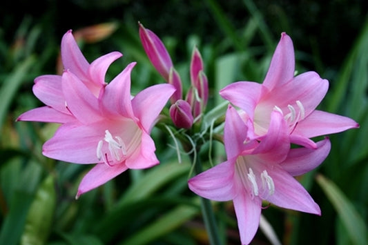 Image of Amarcrinum 'Dorothy Hannibal'||