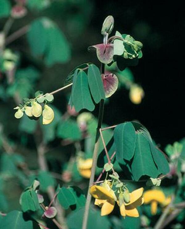 Image of Amicia zygomeris|Juniper Level Botanic Gdn, NC|JLBG