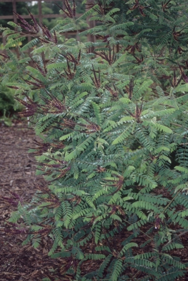 Image of Amorpha fruticosa Cochise Co., AZ|NC Botanical Gdn, NC|