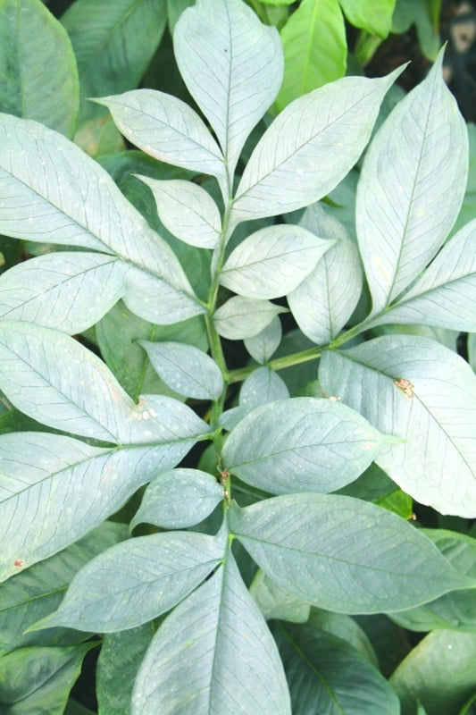 Image of Amorphophallus albispathus Blue Form|Juniper Level Botanic Gdn, NC|JLBG