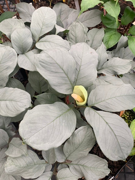 Image of Amorphophallus albispathus 'Hi Ho Silver'|JLBG|C. Hardison