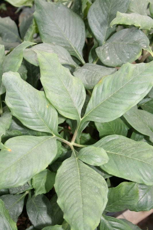 Image of Amorphophallus albispathus PDN #08|Juniper Level Botanic Gdn, NC|JLBG