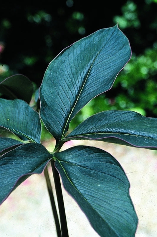 Image of Amorphophallus atroviridis|Juniper Level Botanic Gdn, NC|JLBG