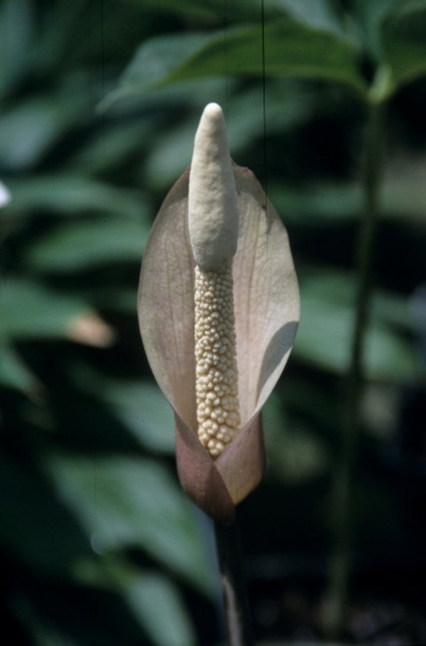Image of Amorphophallus carneus|Juniper Level Botanic Gdn, NC|JLBG