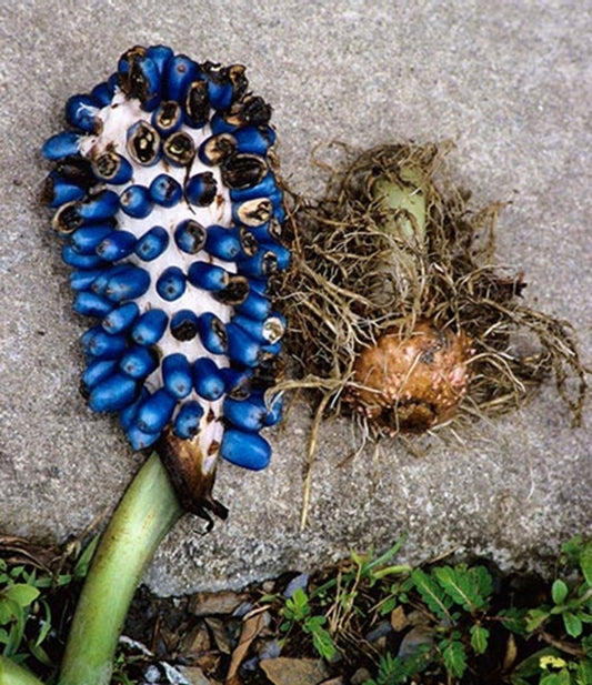 Image of Amorphophallus coaetaneus coll. #A1VT-056|In Situ, road after Dien Bien Phu, Vietnam|