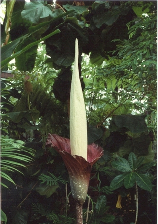 Image of Amorphophallus decus-silvae|Holland|W. Hetterscheid