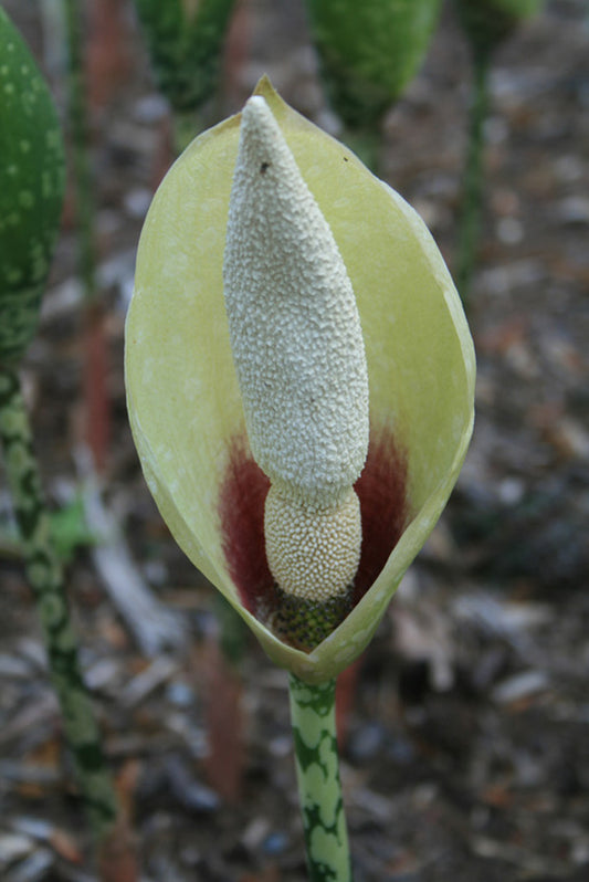 Image of Amorphophallus dunnii||