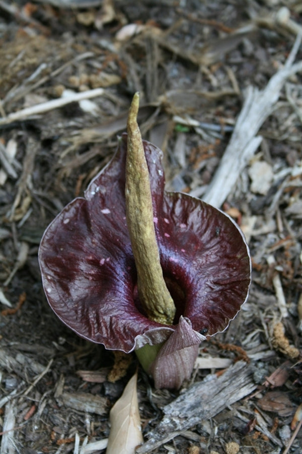Image of Amorphophallus henryi 'O'Henry'|Juniper Level Botanic Gdn, NC|JLBG