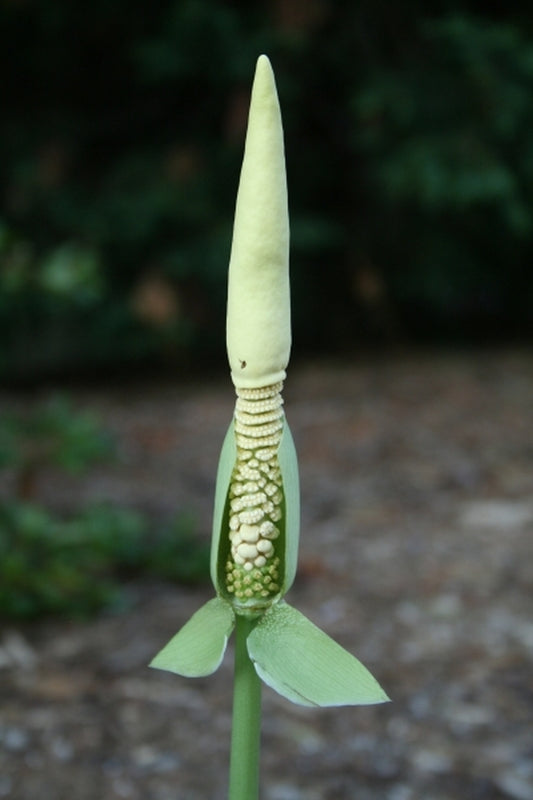 Image of Amorphophallus interruptus PDN #1taken at Juniper Level Botanic Gdn, NC by JLBG