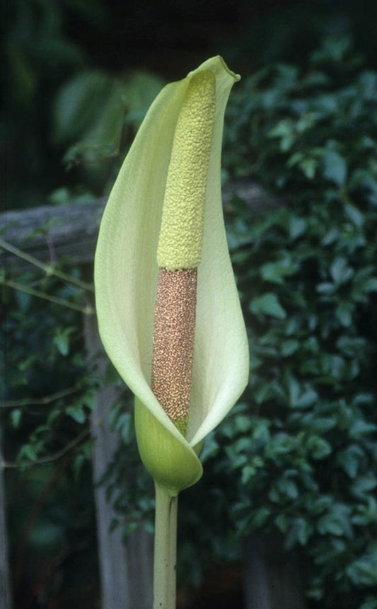 Image of Amorphophallus napalensis|Juniper Level Botanic Gdn, NC|JLBG