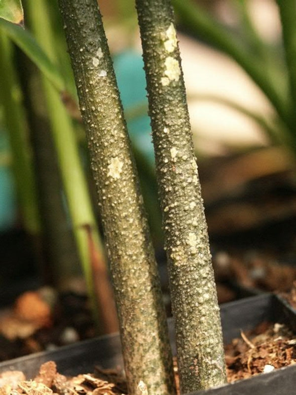 Image of Amorphophallus paeoniifolius PDN #22|Juniper Level Botanic Gdn, NC|JLBG