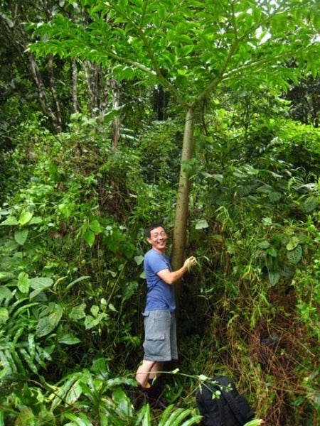 Learn about Amorphophallus paeoniifolius 'Thailand Giant