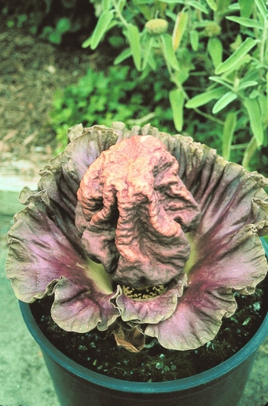 Image of Amorphophallus paeoniifolius|Juniper Level Botanic Gdn, NC|JLBG
