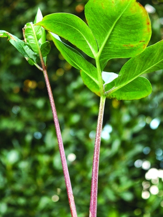 Image of Amorphophallus pseudoharmandii 'Hot Legs'|Juniper Level Botanic Gdn, NC|JLBG