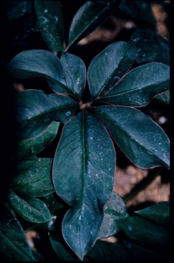Image of Amorphophallus pygmaeus|Juniper Level Botanic Gdn, NC|JLBG