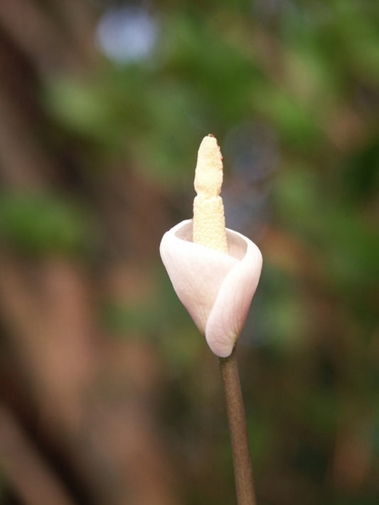 Image of Amorphophallus pygmaeus|Juniper Level Botanic Gdn, NC|JLBG
