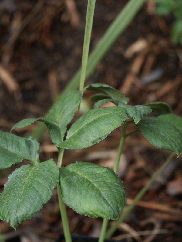 Image of Amorphophallus serrulatus Green Leaf Form|Juniper Level Botanic Gdn, NC|JLBG