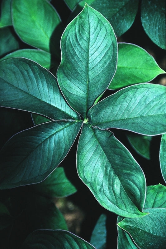 Image of Amorphophallus sizemoreae|Juniper Level Botanic Gdn, NC|JLBG