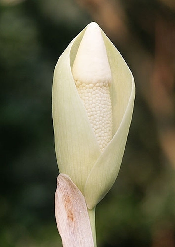 Image of Amorphophallus symonianus PDN #4|Juniper Level Botanic Gdn, NC|JLBG